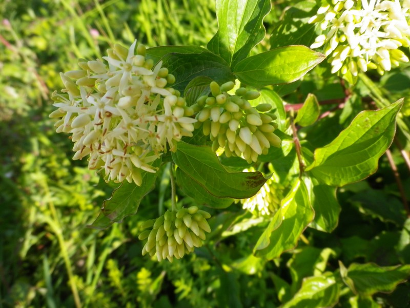 Arbusto fiori bianchi: Cornus sanguinea L.